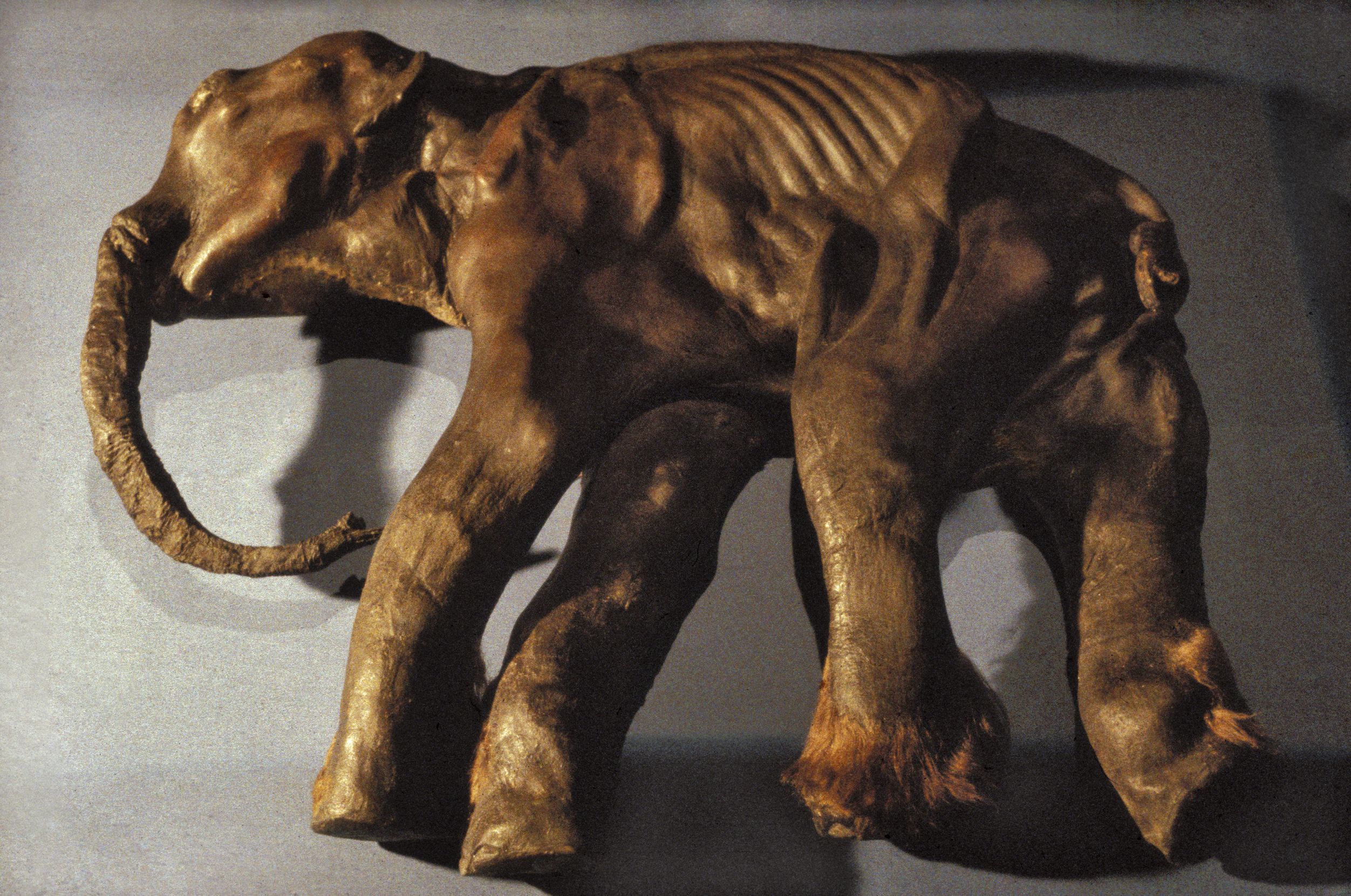 Ein Replikat der Mumie eines Mammut-Babys liegt auf dem Boden, der Rüssel schaut nach links. Die Oberfläche sieht ledrig aus, man sieht ein paar Rippen-Abdrücke und die Farbe ist braun.