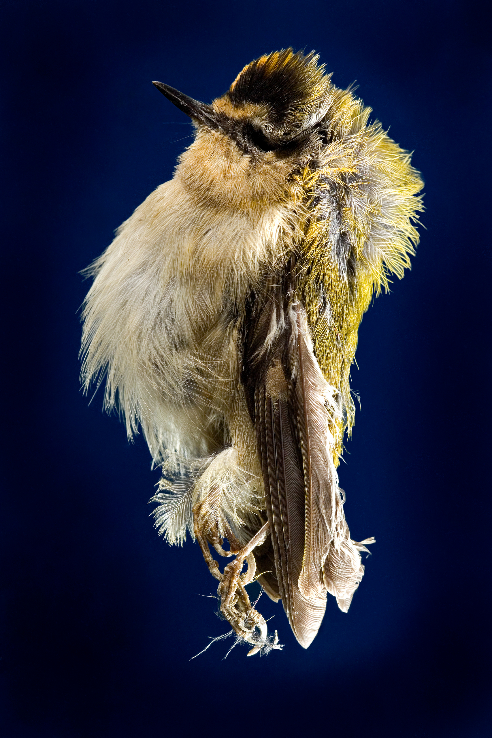 Mumie eines kleinen Vogels namens Sommergoldhähnchen vor einem dunkelblauen Hintergrund.