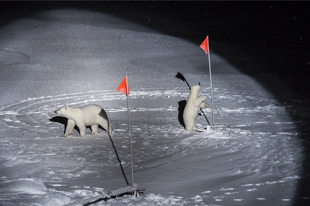 Zwei Eisbären schauen sich im Scheinwerferlicht der Polarstern zwei Flaggen an. Dieses Bild brachte Esther Horvath einen World Press Photo Award ein. Foto: Esther Horvath